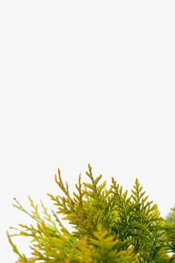 Polar Gold Arborvitae 8 Polar Gold Arborvitae -The Tree Center Store Polar Gold Arborvitae 2G 06 copy 1 600x900 1