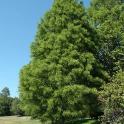 Pond Cypress -The Tree Center Store Pond Cypress 1 copy jpg