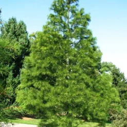 Pond Cypress -The Tree Center Store Pond Cypress 2 copy jpg