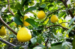 Ponderosa Lemon Tree