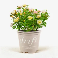 Popcorn Drift® Rose 8 Popcorn Drift® Rose -The Tree Center Store Popcorn Drift Rose 3G 01 2 jpg 600x600 1
