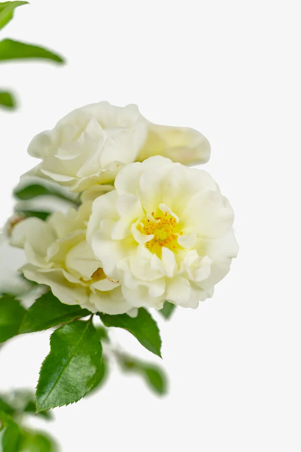 Popcorn Drift® Rose 1 Popcorn Drift® Rose