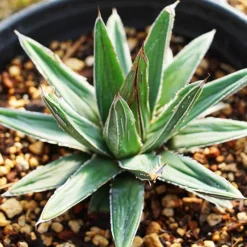 Porcupine Agave -The Tree Center Store Porcupine Agave 1.1 copy jpg