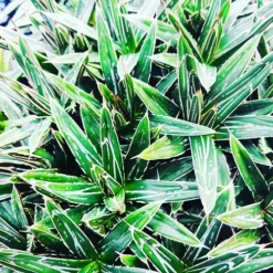 Porcupine Agave -The Tree Center Store Porcupine Agave 4 copy jpg webp