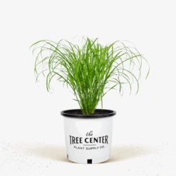 Porcupine Grass 9 Porcupine Grass -The Tree Center Store Porcupine Grass 3G 01 600x600 1