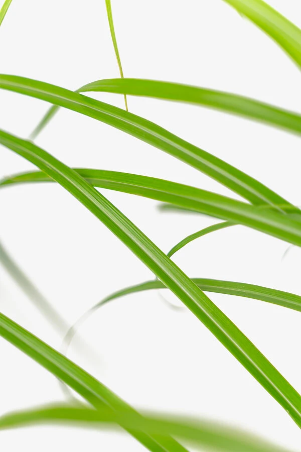 Porcupine Grass 2 Porcupine Grass - Image 2