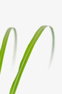 Porcupine Grass 8 Porcupine Grass -The Tree Center Store Porcupine Grass 3G 05 copy 600x900 1