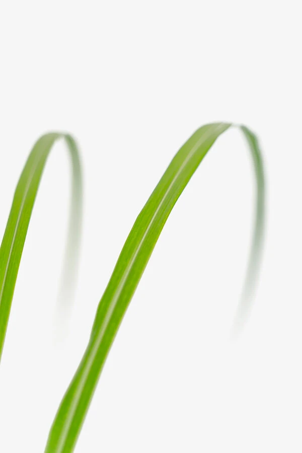 Porcupine Grass 4 Porcupine Grass - Image 4