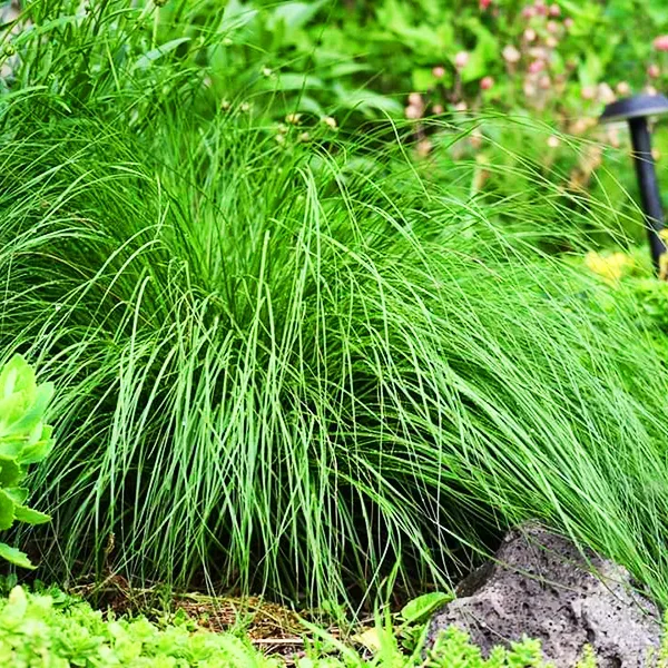 Prairie Dropseed 2 Prairie Dropseed - Image 2