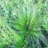 Prairie Dropseed