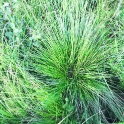 Prairie Dropseed