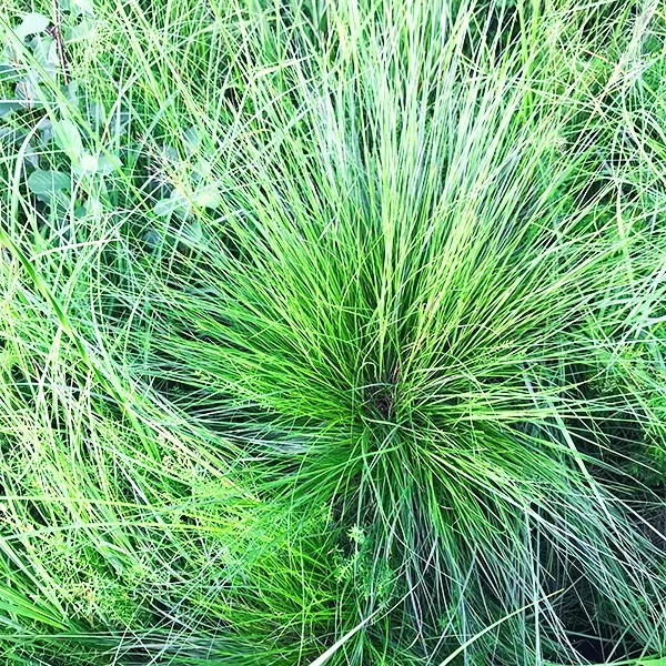 Prairie Dropseed 1 Prairie Dropseed