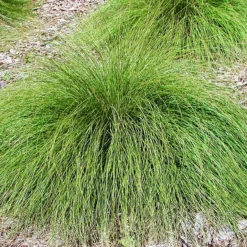 Prairie Dropseed 7 Prairie Dropseed -The Tree Center Store Prairie Dropseed 4 copy jpg webp