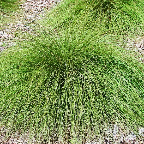 Prairie Dropseed 4 Prairie Dropseed - Image 4