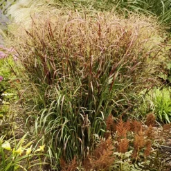 Prairie Flame Switch Grass -The Tree Center Store Prairie Flame Switch Grass 1 copy jpg webp