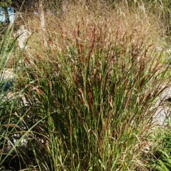 Prairie Flame Switch Grass -The Tree Center Store Prairie Flame Switch Grass 2 copy 600x600 1