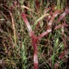 Prairie Flame Switch Grass