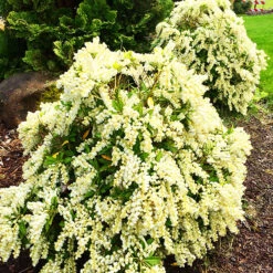 Prelude Pieris -The Tree Center Store Prelude Pieris 1 copy 600x600 1