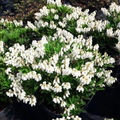 Prelude Pieris -The Tree Center Store Prelude Pieris 3 copy 600x600 1