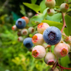 Premier Blueberry Bush -The Tree Center Store Premier Blueberry 03 600x600 1