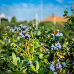 Premier Blueberry Bush