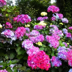 Preziosa Mountain Hydrangea