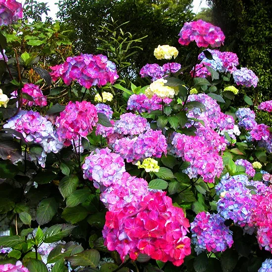 Preziosa Mountain Hydrangea 1 Preziosa Mountain Hydrangea