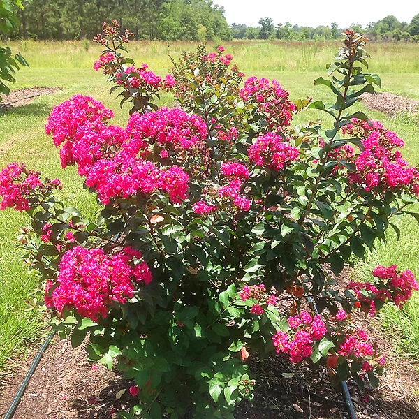 Princess Lyla™ Crape Myrtle 3 Princess Lyla™ Crape Myrtle - Image 3