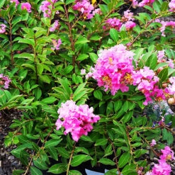 Princess Lyla™ Crape Myrtle 7 Princess Lyla™ Crape Myrtle -The Tree Center Store Princess Lyla Crape Myrtle 3 copy 600x600 1