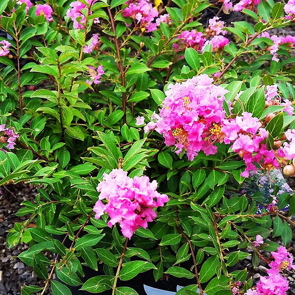 Princess Lyla™ Crape Myrtle 4 Princess Lyla™ Crape Myrtle - Image 4