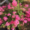 Princess Lyla™ Crape Myrtle
