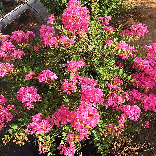 Princess Lyla™ Crape Myrtle 1 Princess Lyla™ Crape Myrtle