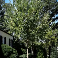 Princeton Elm Tree -The Tree Center Store Princeton Elm 3 copy jpg