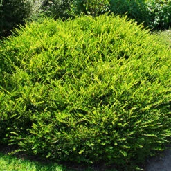 Privet Honeysuckle 6 Privet Honeysuckle -The Tree Center Store Privet Honeysuckle 1 copy 600x600 1