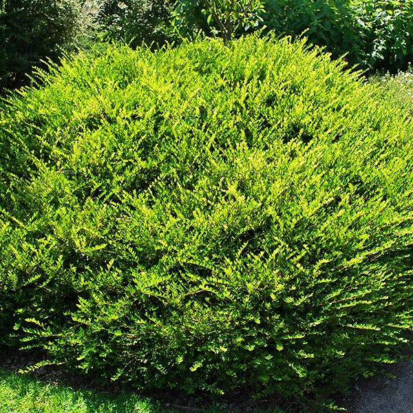 Privet Honeysuckle 3 Privet Honeysuckle - Image 3