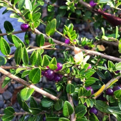 Privet Honeysuckle 7 Privet Honeysuckle -The Tree Center Store Privet Honeysuckle 2 copy 600x600 1