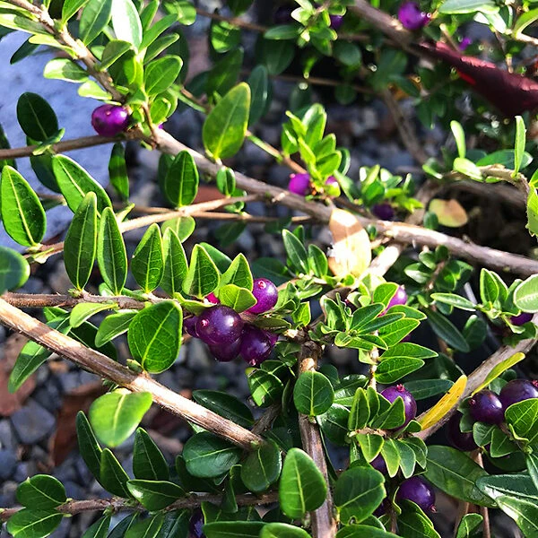 Privet Honeysuckle 4 Privet Honeysuckle - Image 4