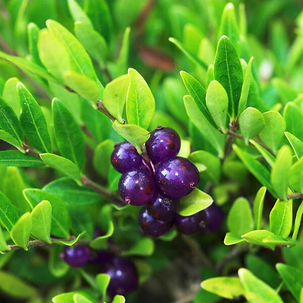 Privet Honeysuckle 2 Privet Honeysuckle - Image 2