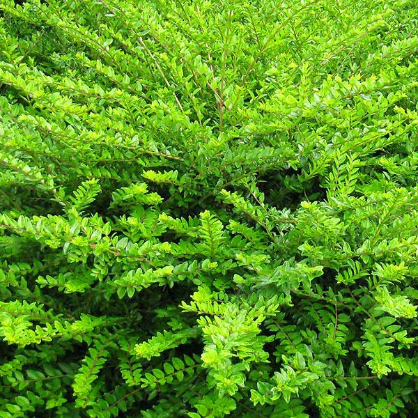 Privet Honeysuckle 1 Privet Honeysuckle