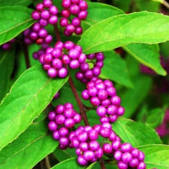 Profusion Beautyberry 7 Profusion Beautyberry -The Tree Center Store Profusion Beautyberry 1 copy 600x600 1