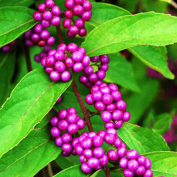 Profusion Beautyberry 4 Profusion Beautyberry - Image 4