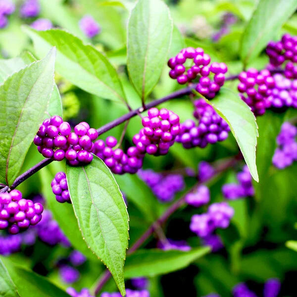 Profusion Beautyberry 2 Profusion Beautyberry - Image 2