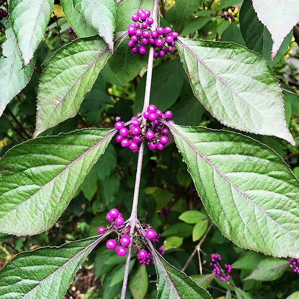 Profusion Beautyberry 1 Profusion Beautyberry