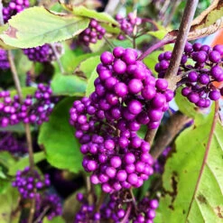 Profusion Beautyberry 6 Profusion Beautyberry -The Tree Center Store Profusion Beautyberry 4 copy 600x600 1