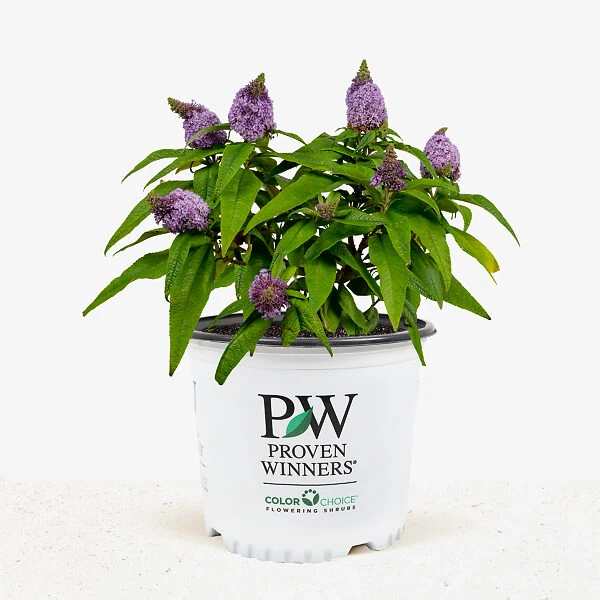 Pugster® Amethyst Butterfly Bush 1 Pugster® Amethyst Butterfly Bush