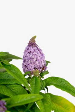 Pugster® Amethyst Butterfly Bush 7 Pugster® Amethyst Butterfly Bush -The Tree Center Store Pugster Amethyst Butterfly Bush 3G 02 copy 600x900 1