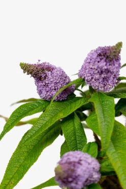 Pugster® Amethyst Butterfly Bush 8 Pugster® Amethyst Butterfly Bush -The Tree Center Store Pugster Amethyst Butterfly Bush 3G 04 copy 600x900 1