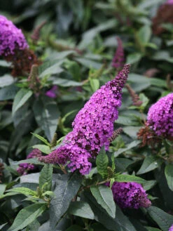 Pugster® Periwinkle Butterfly Bush -The Tree Center Store Pugster Periwinkle Butterfly Bush 1 copy 600x800 1