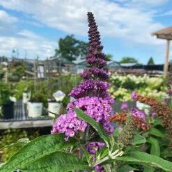 Pugster® Periwinkle Butterfly Bush -The Tree Center Store Pugster Periwinkle Butterfly Bush 3 copy 600x600 1