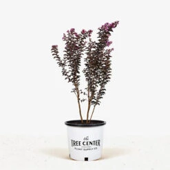 Purely Purple Black Diamond Crape Myrtle -The Tree Center Store Purely Purple Black Diamond Crape Myrtle 7G 01 600x600 1